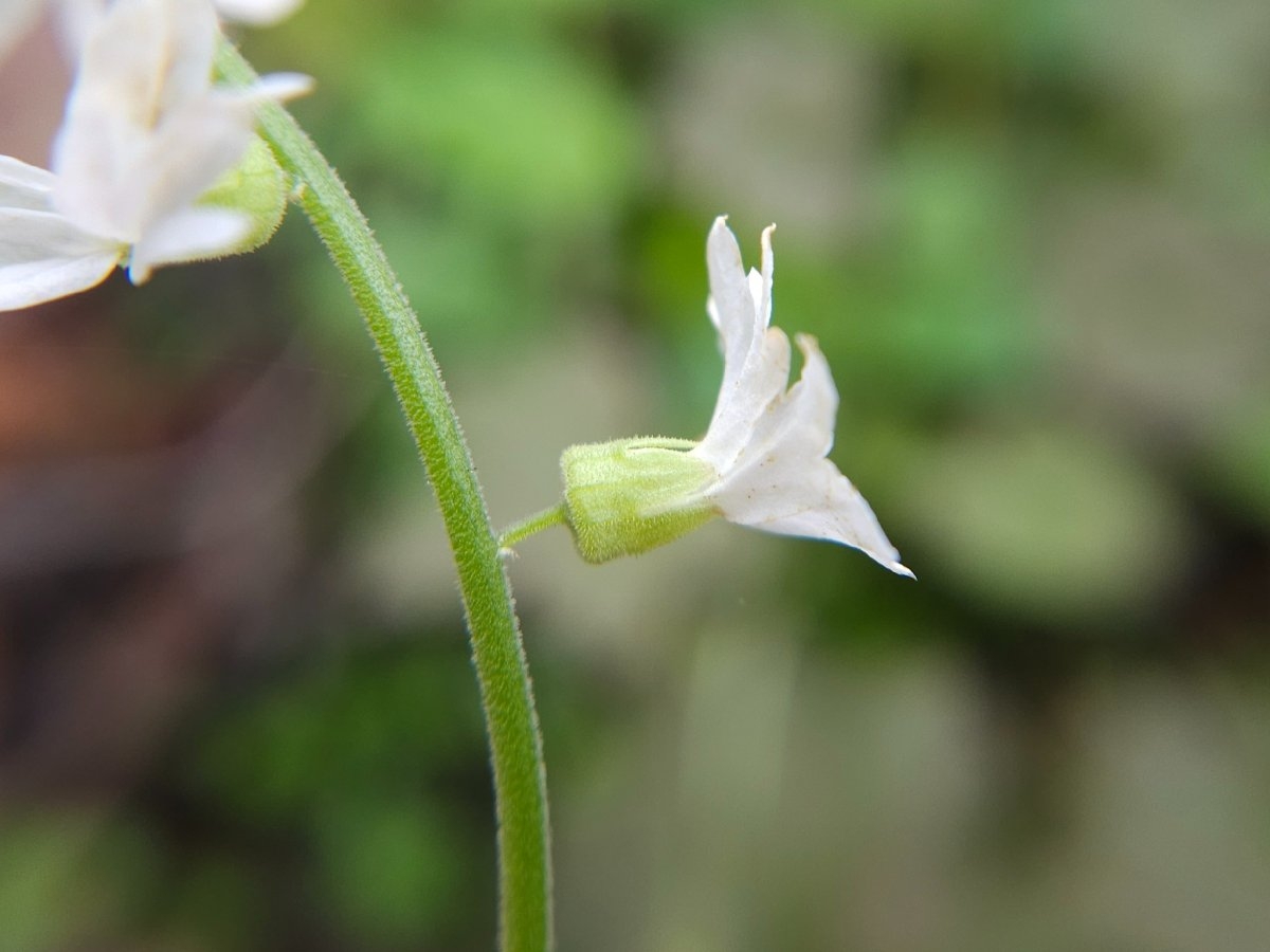 Lithophragma heterophyllum