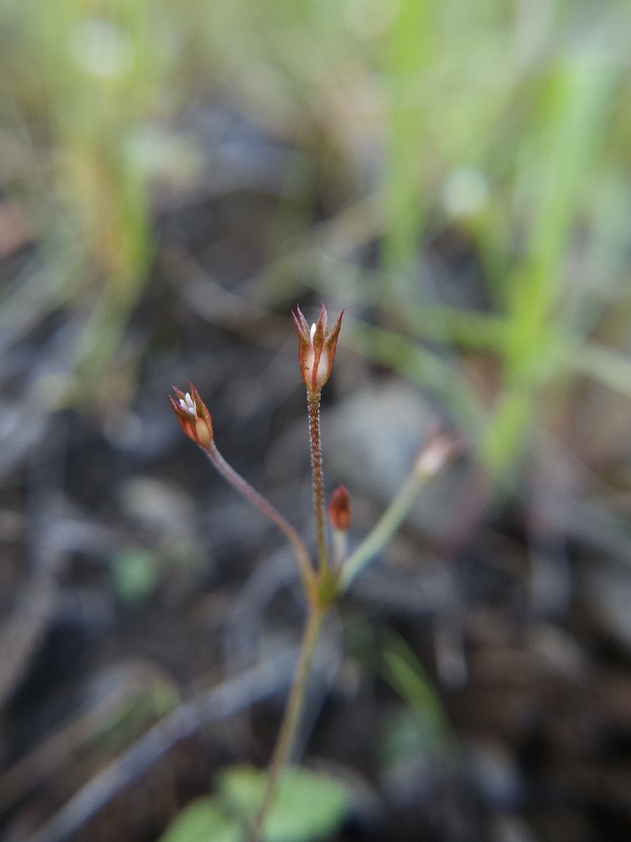 Androsace elongata ssp. acuta