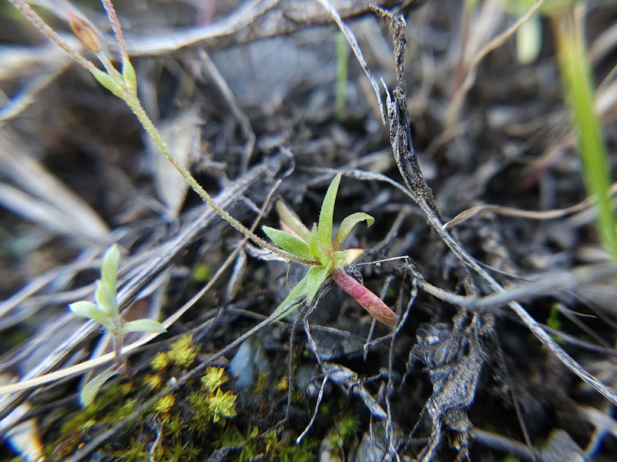 Androsace elongata ssp. acuta