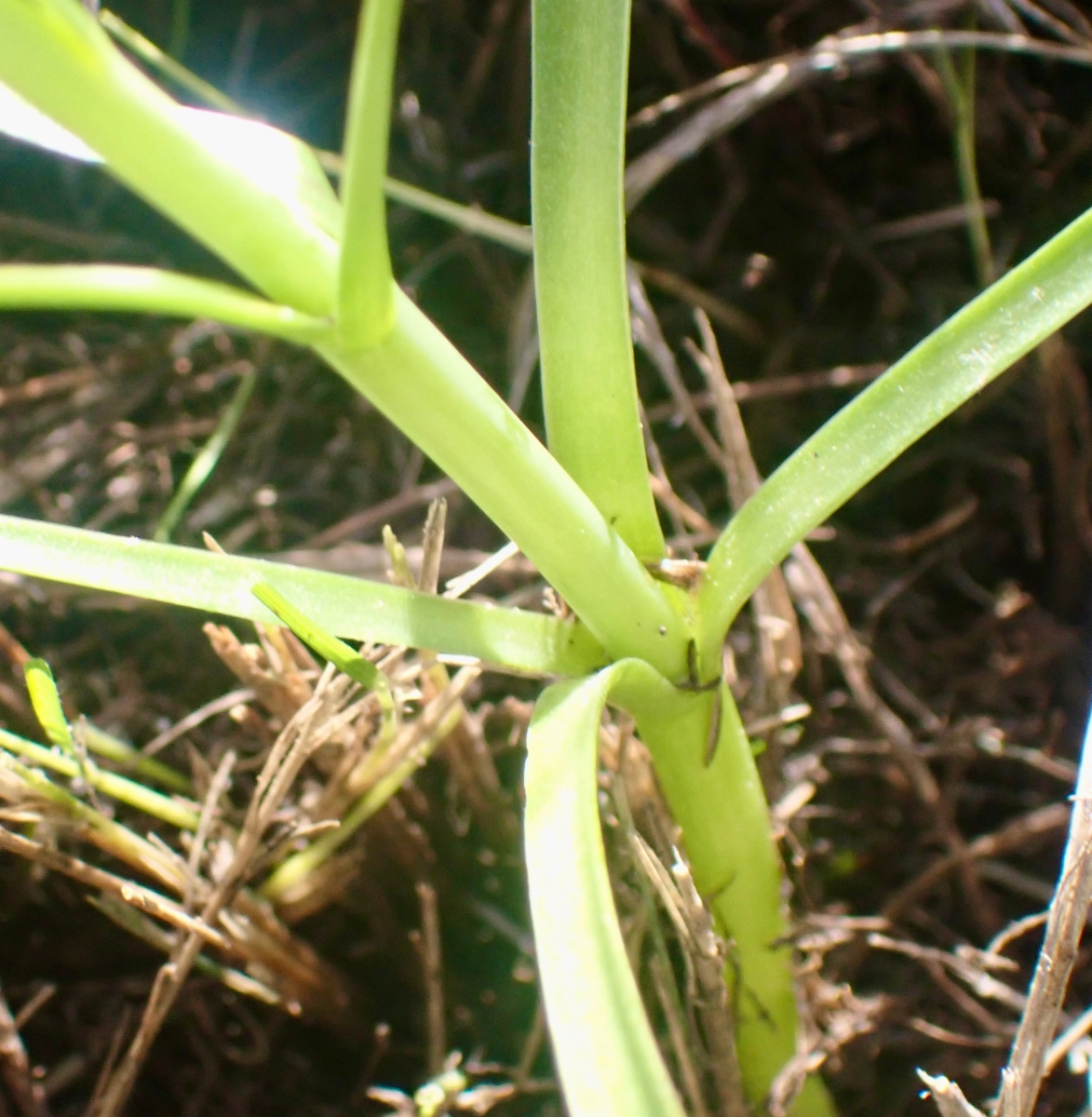 Fritillaria liliacea