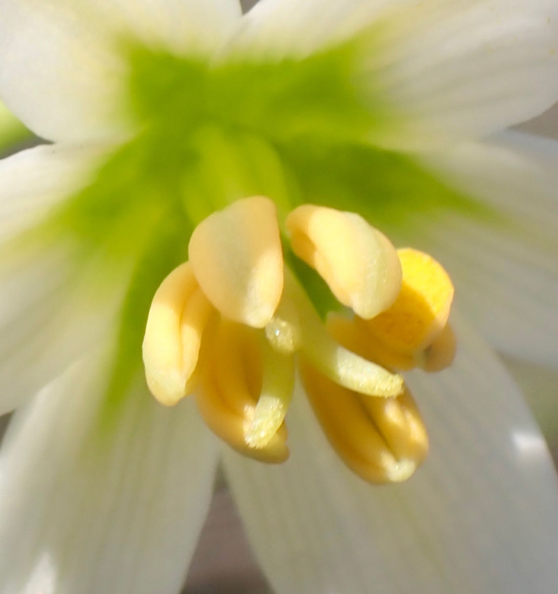 Fritillaria liliacea