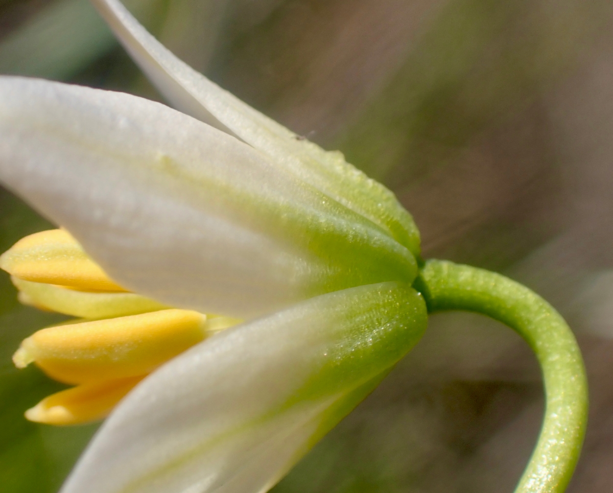 Fritillaria liliacea