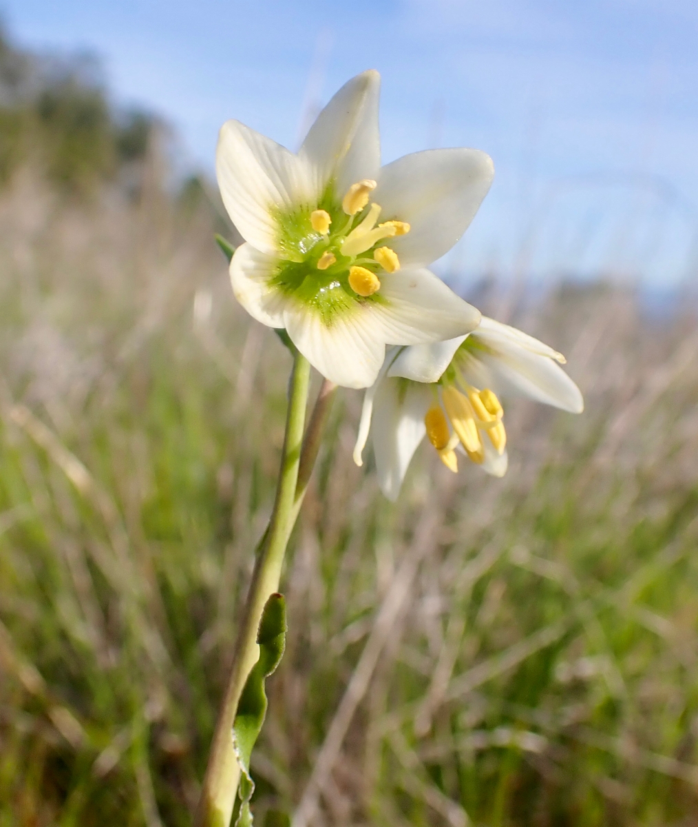 Fritillaria liliacea