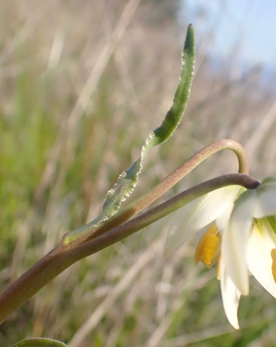 Fritillaria liliacea