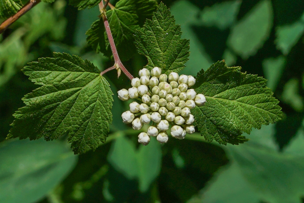 Physocarpus capitatus