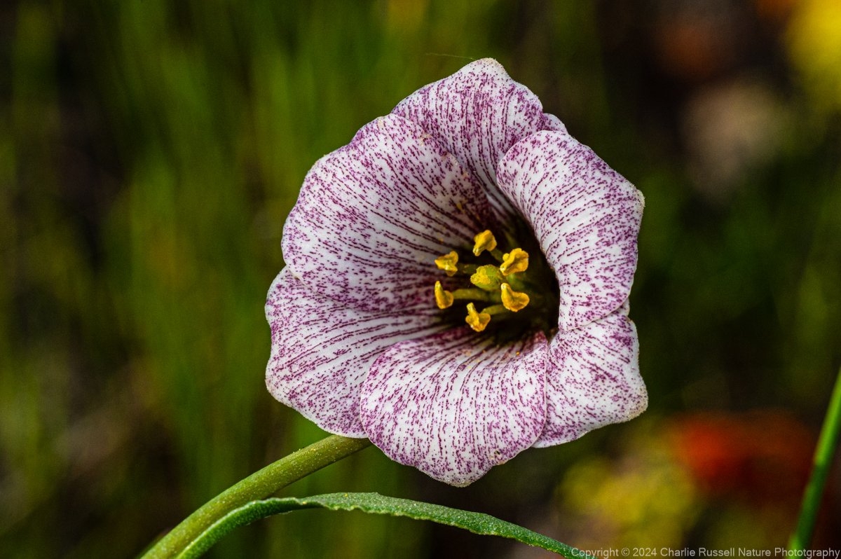 Fritillaria striata