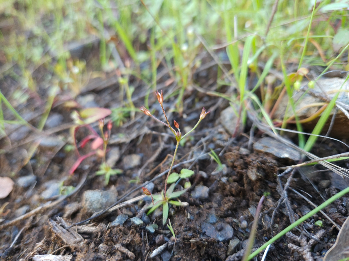 Androsace elongata ssp. acuta