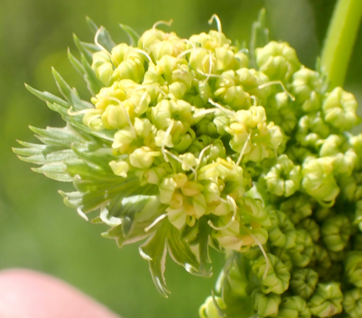 Lomatium caruifolium var. denticulatum