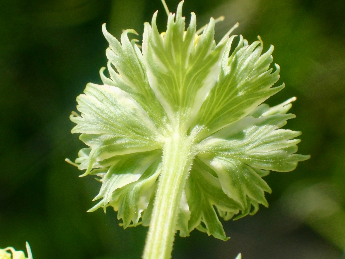 Lomatium caruifolium var. denticulatum