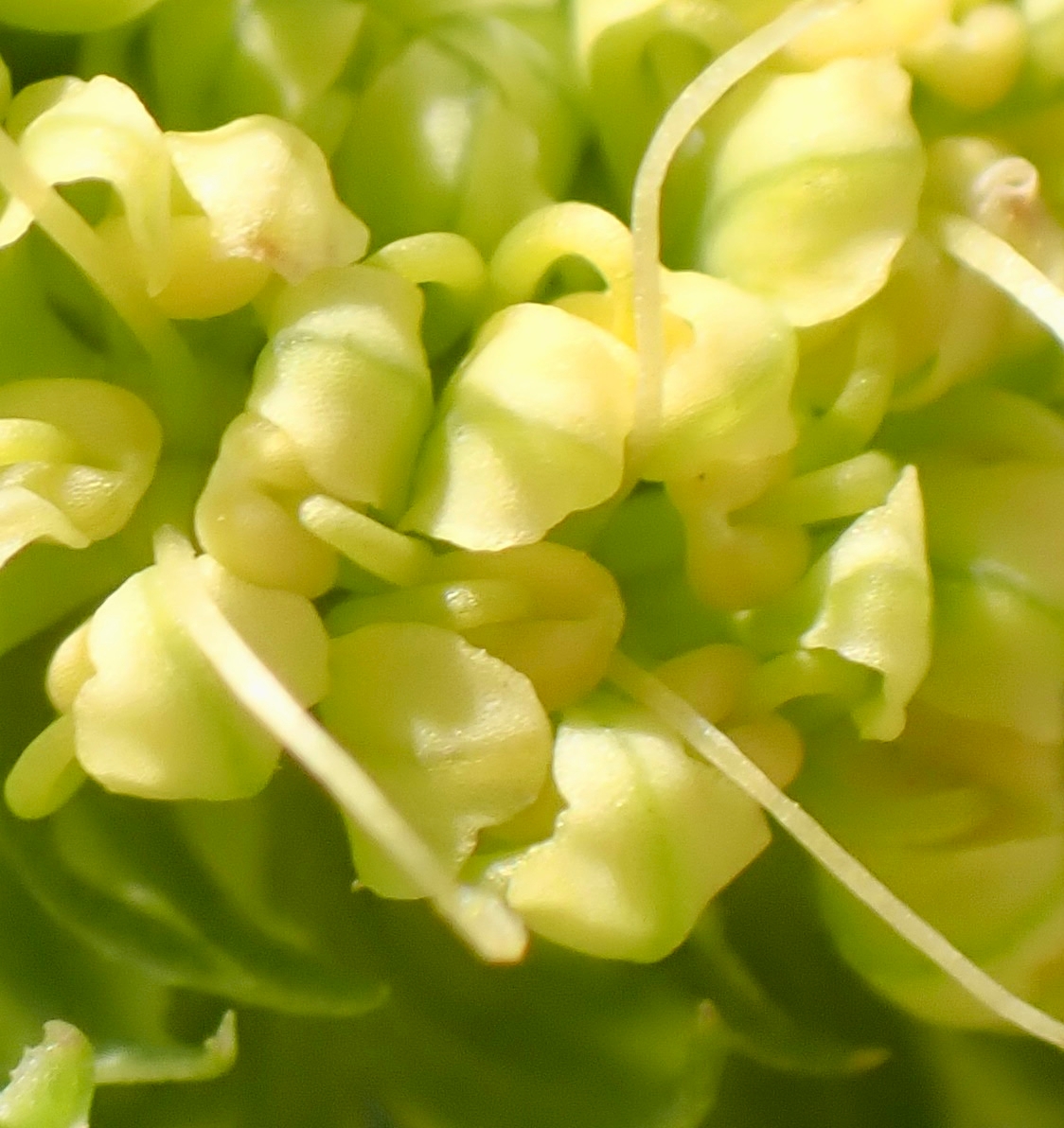 Lomatium caruifolium var. denticulatum