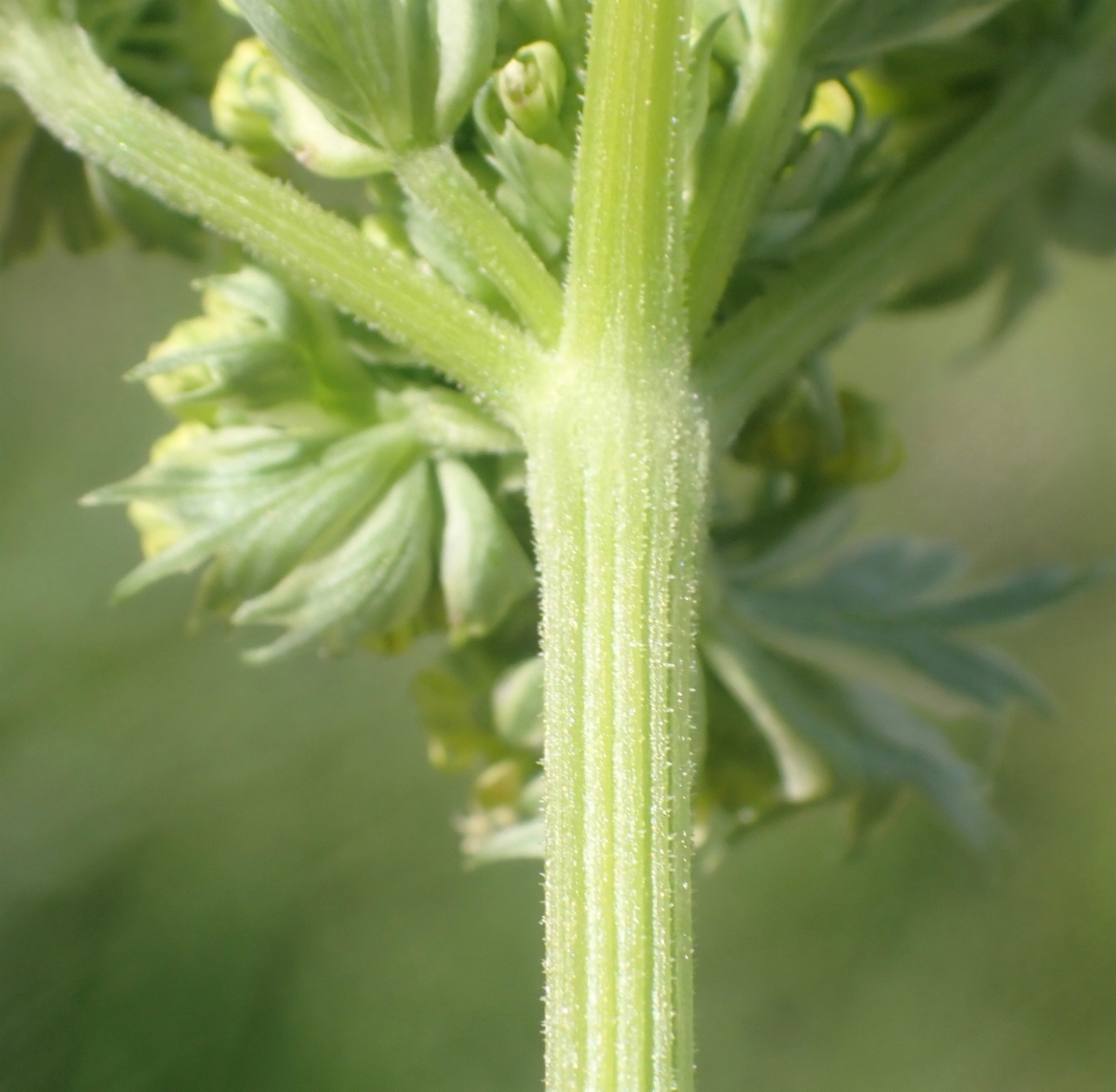 Lomatium caruifolium var. denticulatum