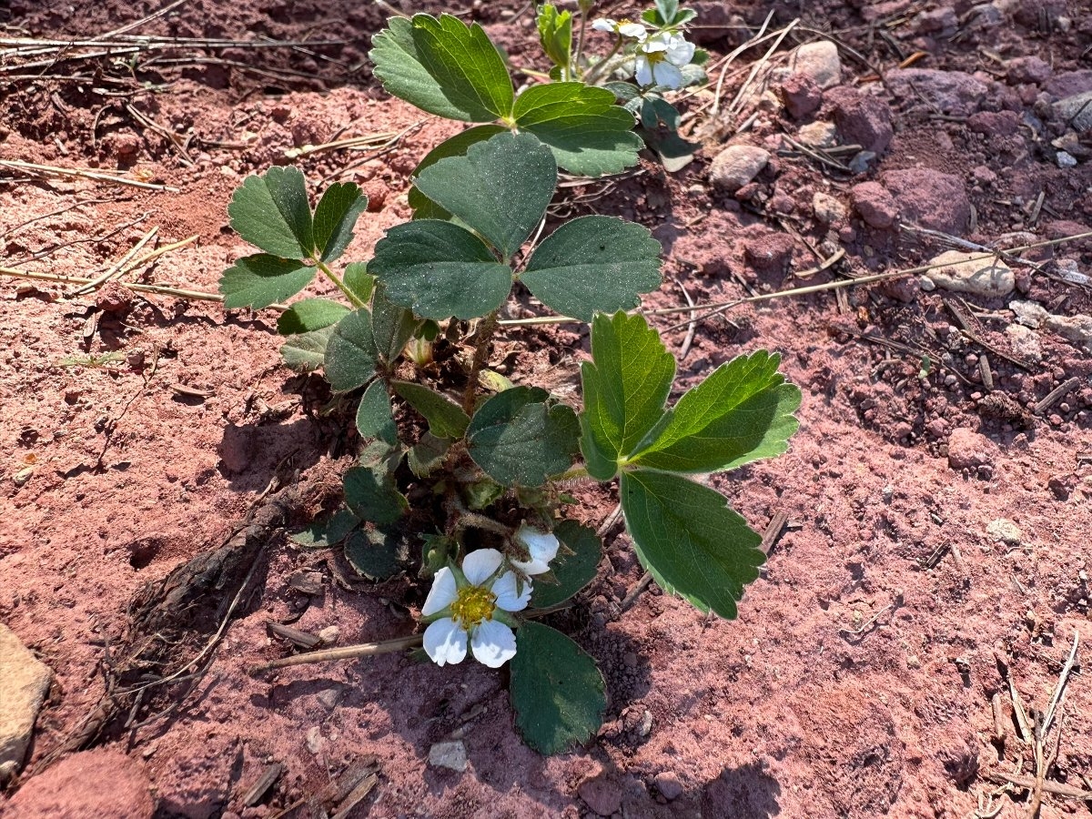 Fragaria virginiana