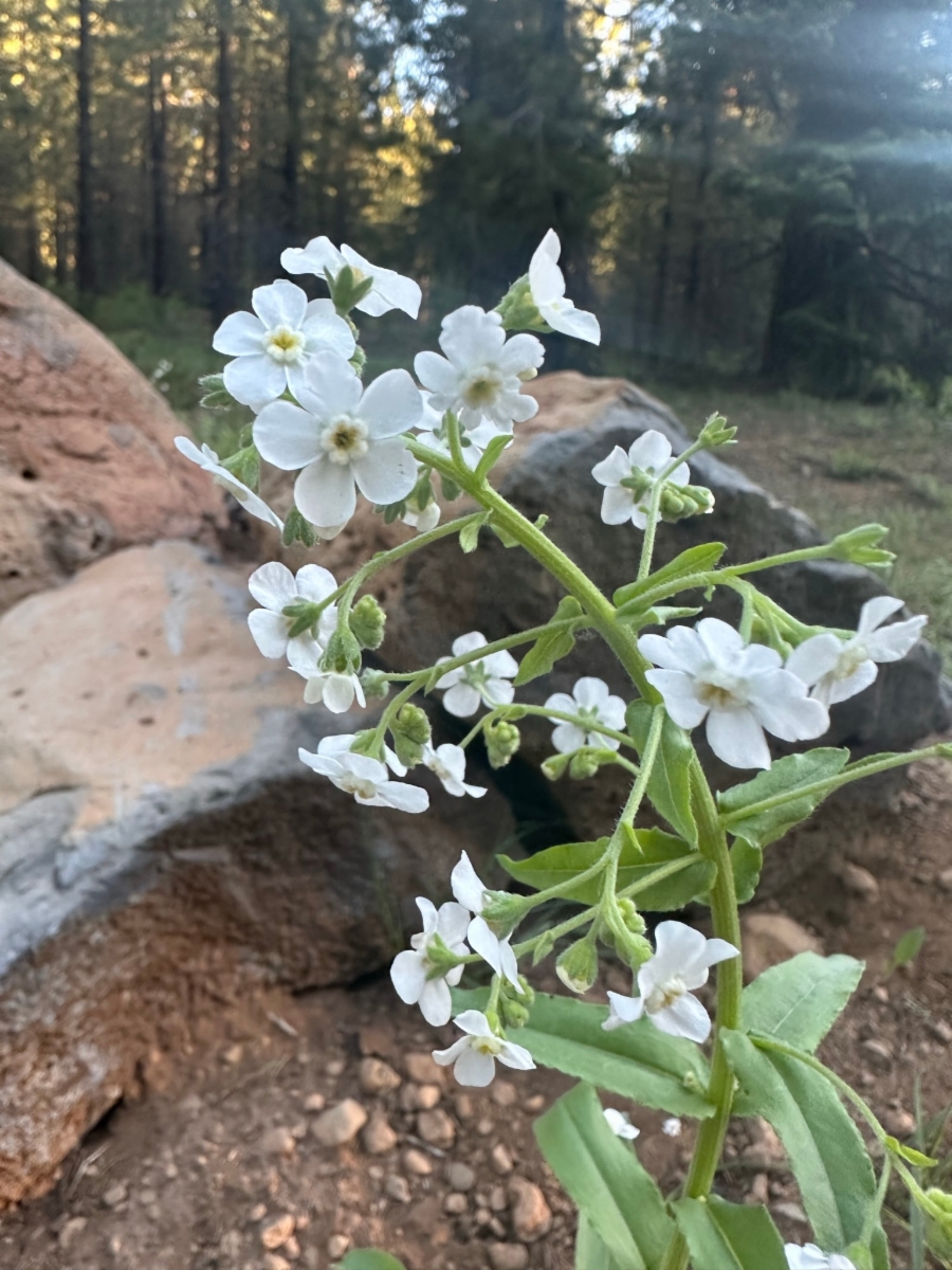 Hackelia californica