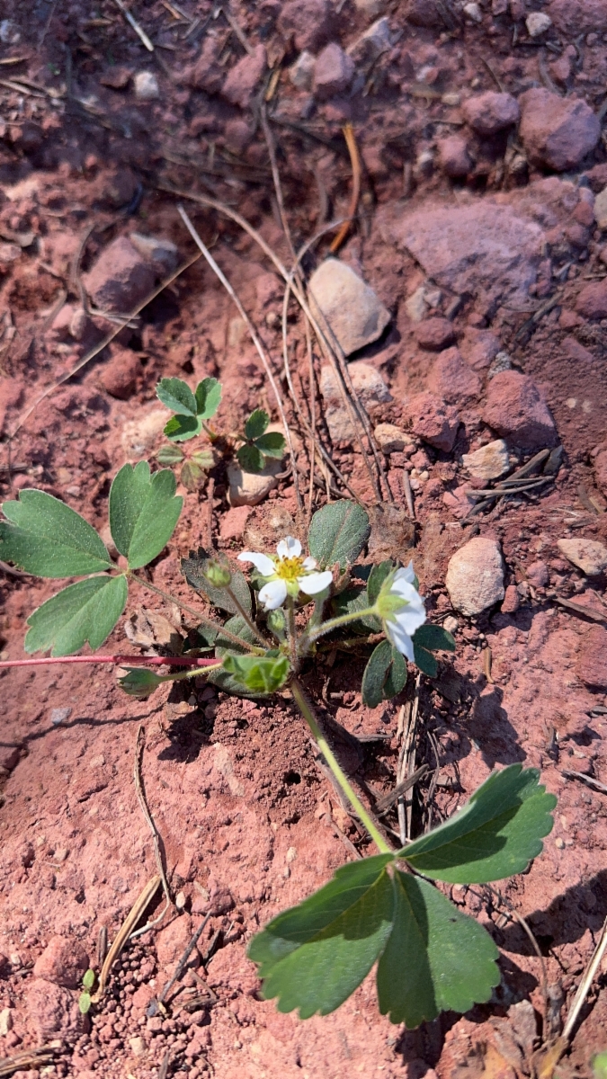 Fragaria virginiana