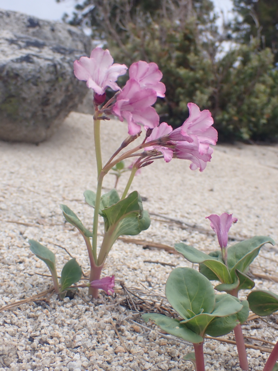 Cycladenia humilis var. humilis