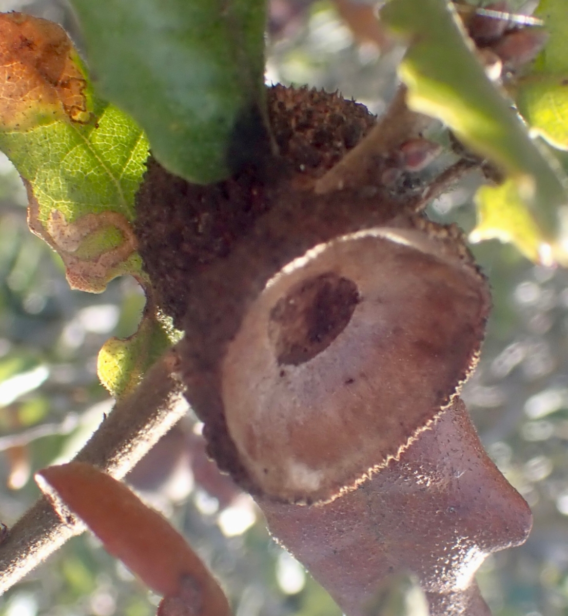 Quercus berberidifolia