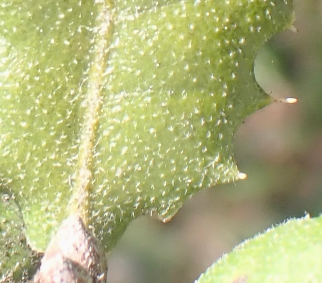 Quercus berberidifolia