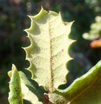 Quercus berberidifolia