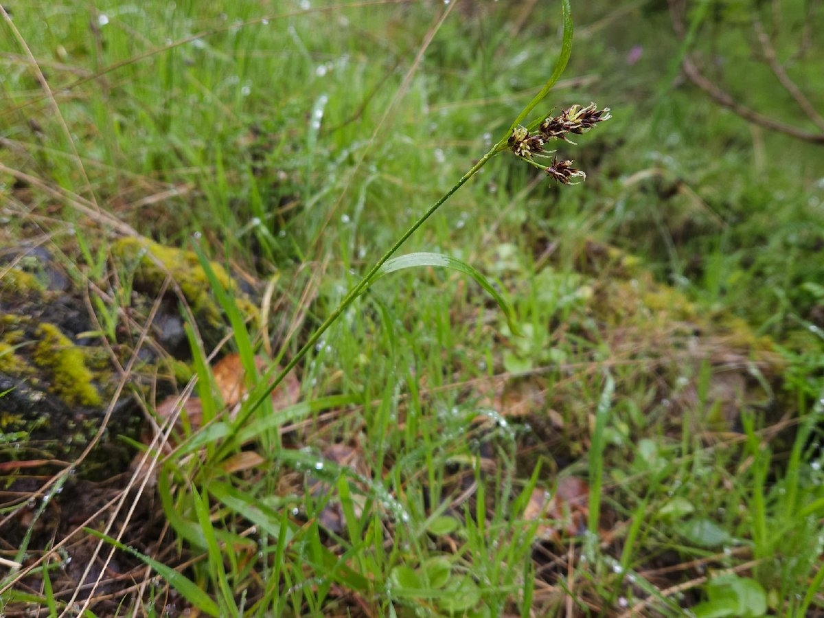 Luzula macrantha