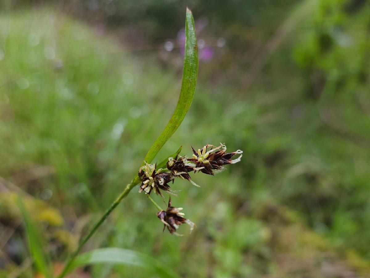 Luzula macrantha