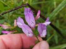 Vicia americana ssp. americana