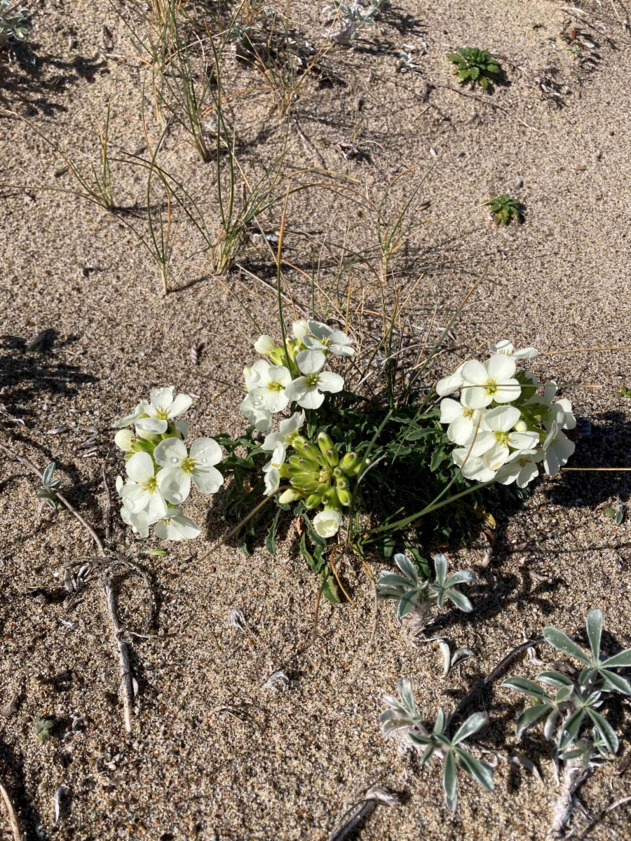 Erysimum concinnum