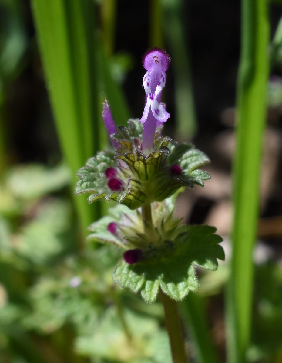 Lamium amplexicaule