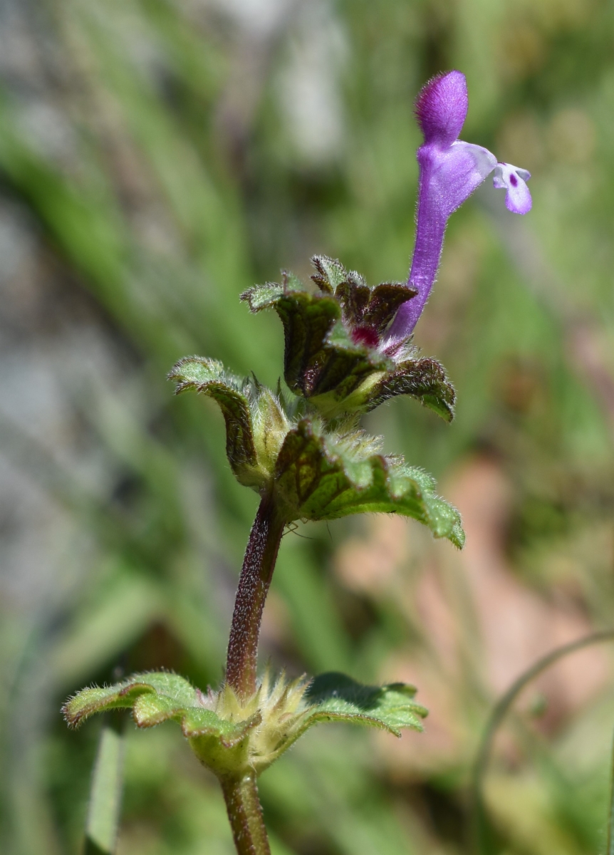 Lamium amplexicaule