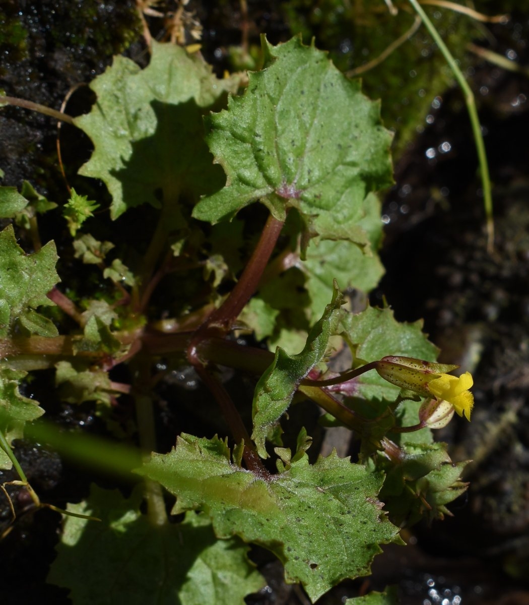 Erythranthe arvensis