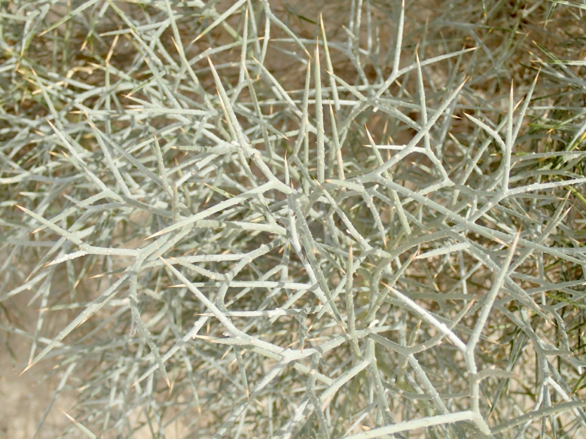 Psorothamnus spinosus