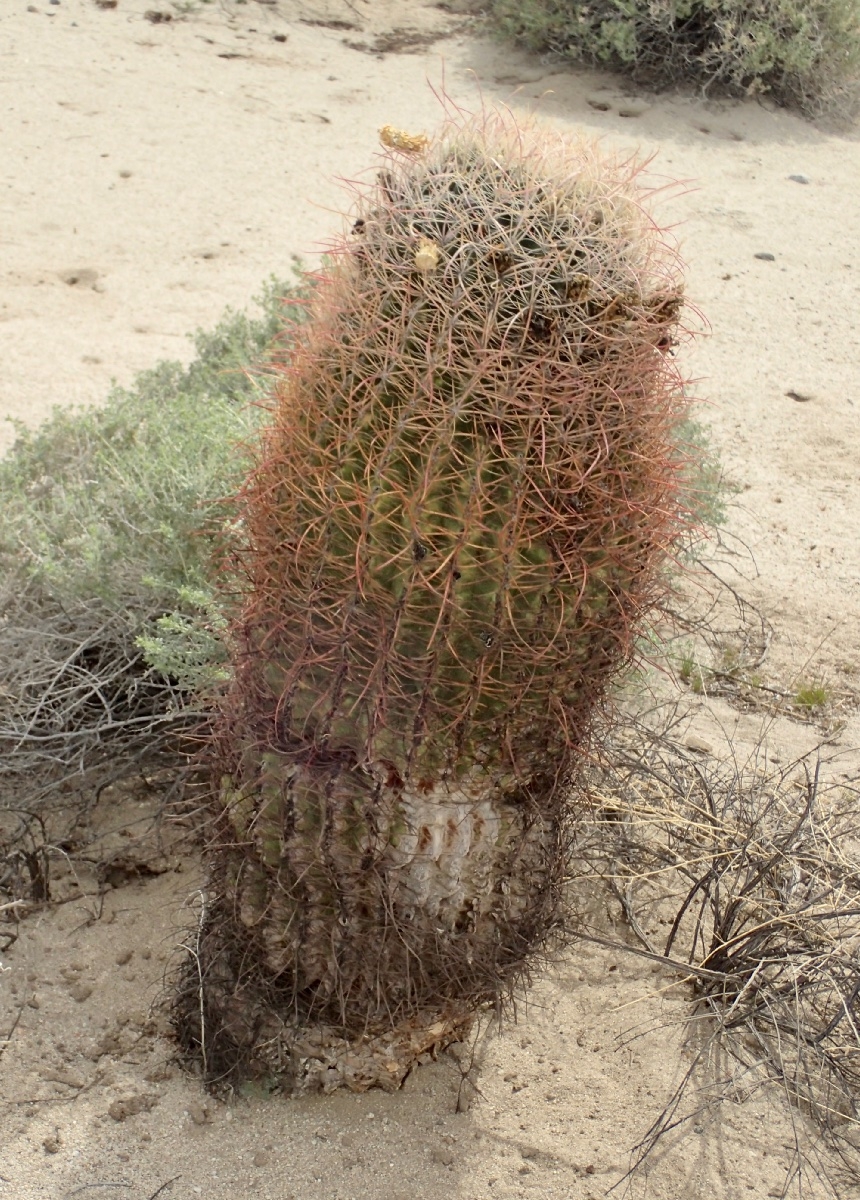 Ferocactus cylindraceus