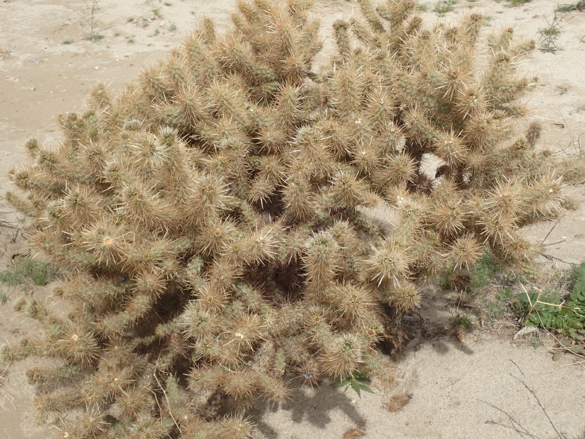 Cylindropuntia bigelovii