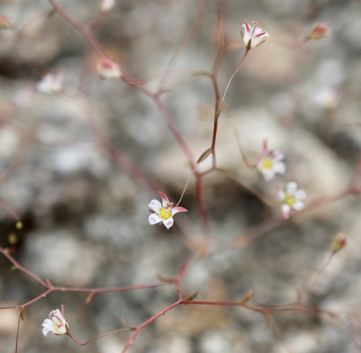 Nemacladus tenuis var. tenuis