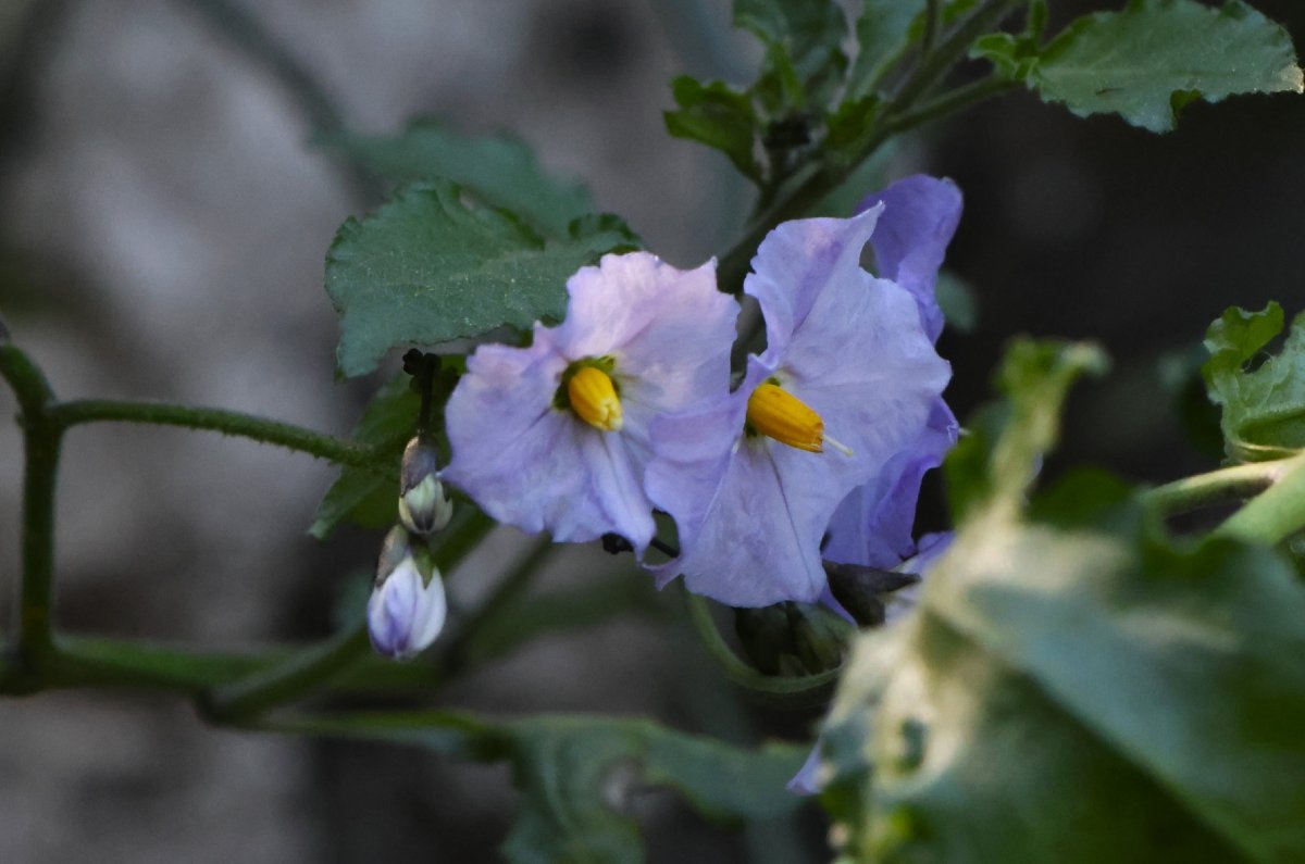 Solanum umbelliferum