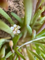 Claytonia parviflora ssp. viridis