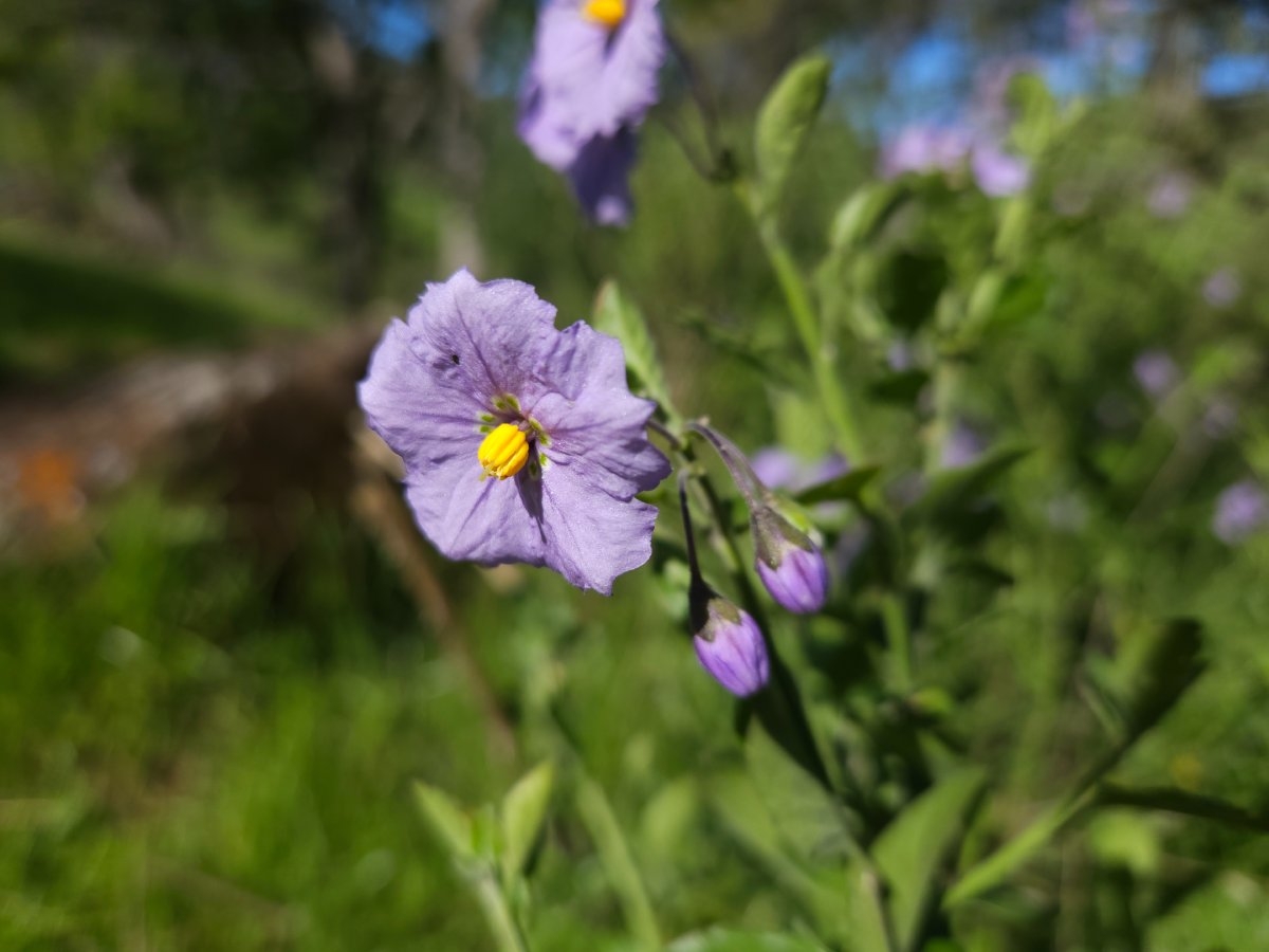 Solanum umbelliferum