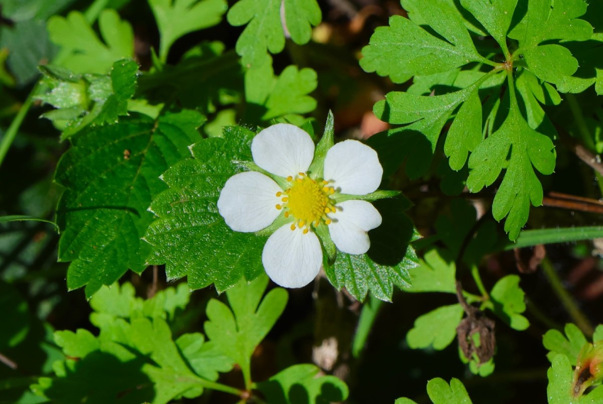 Fragaria vesca