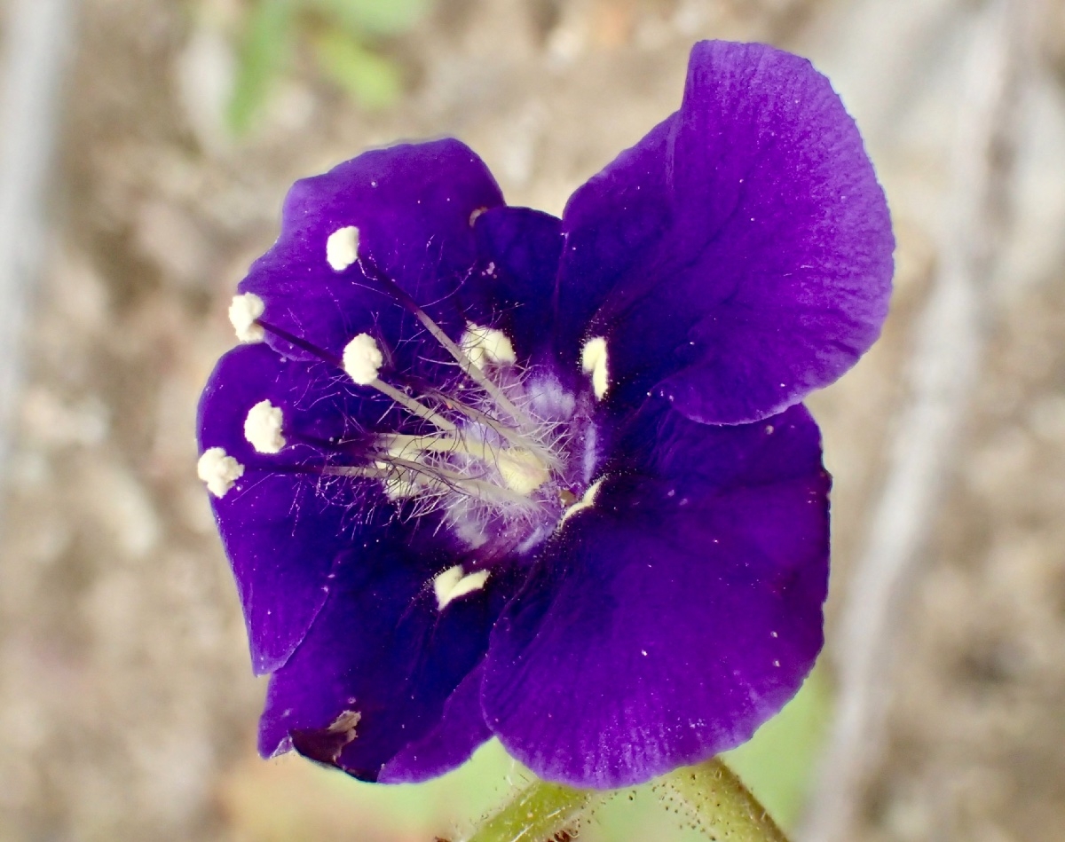 Phacelia minor