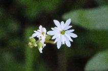 Lithophragma heterophyllum