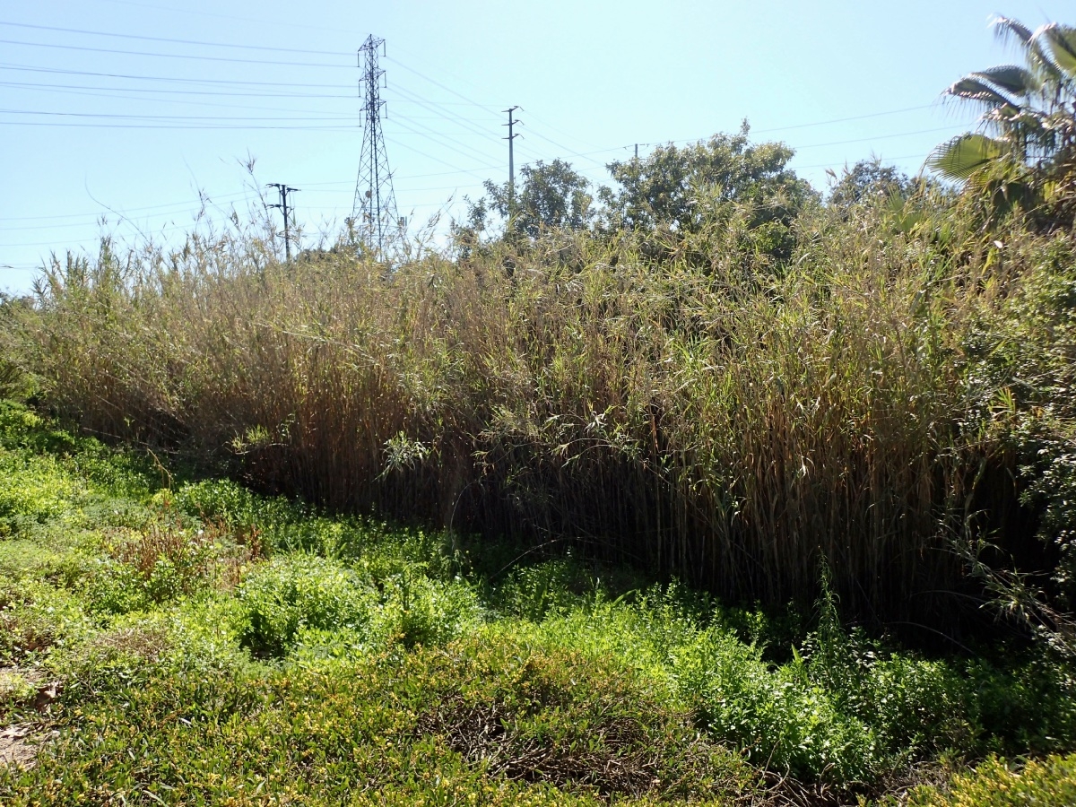 Arundo donax