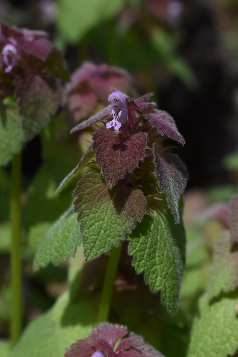 Lamium purpureum