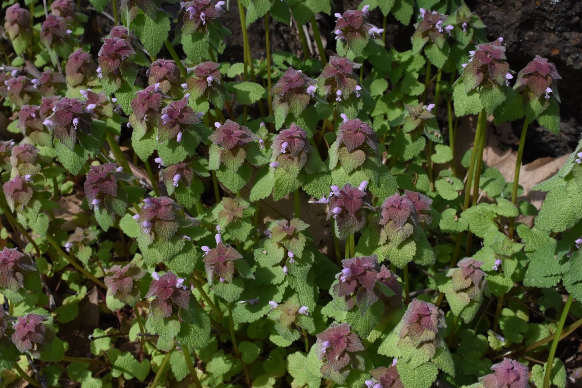 Lamium purpureum