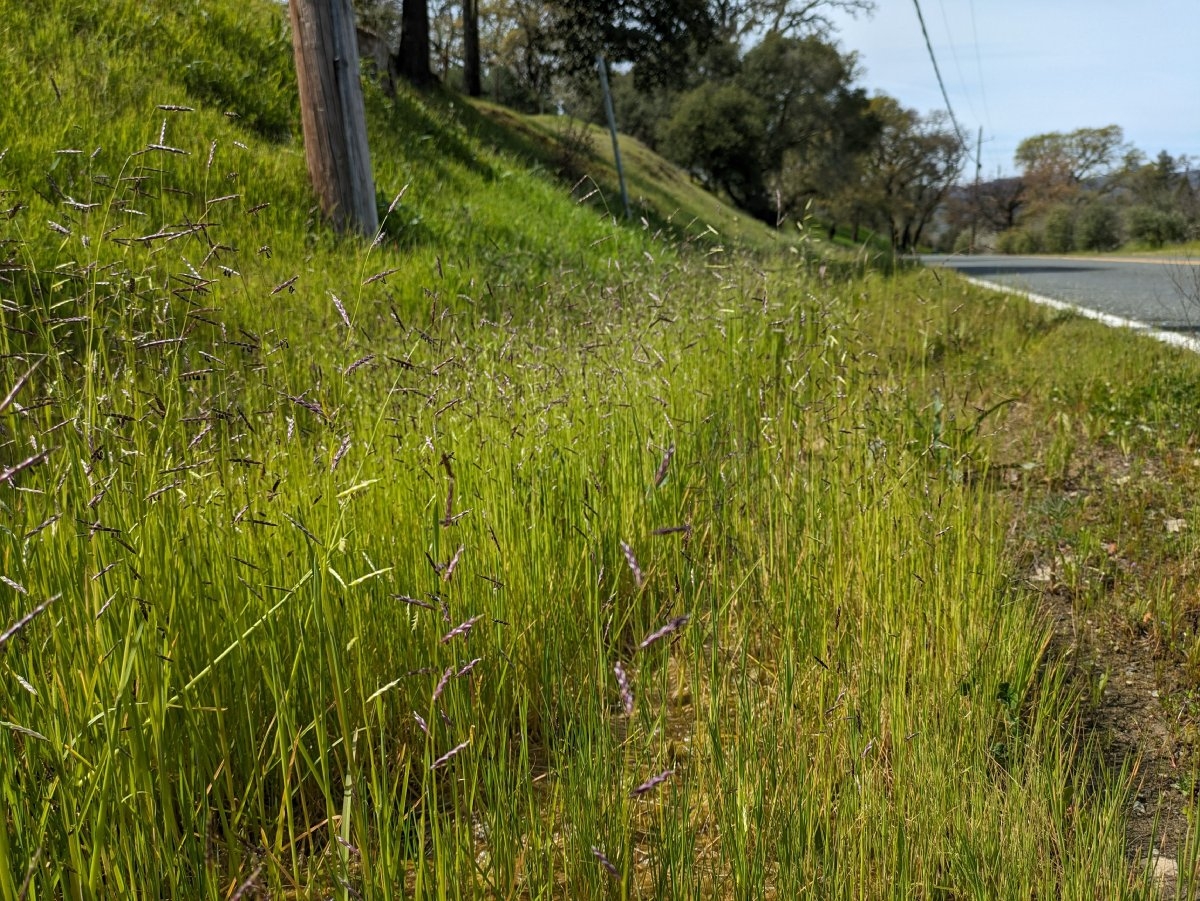 Pleuropogon californicus var. davyi