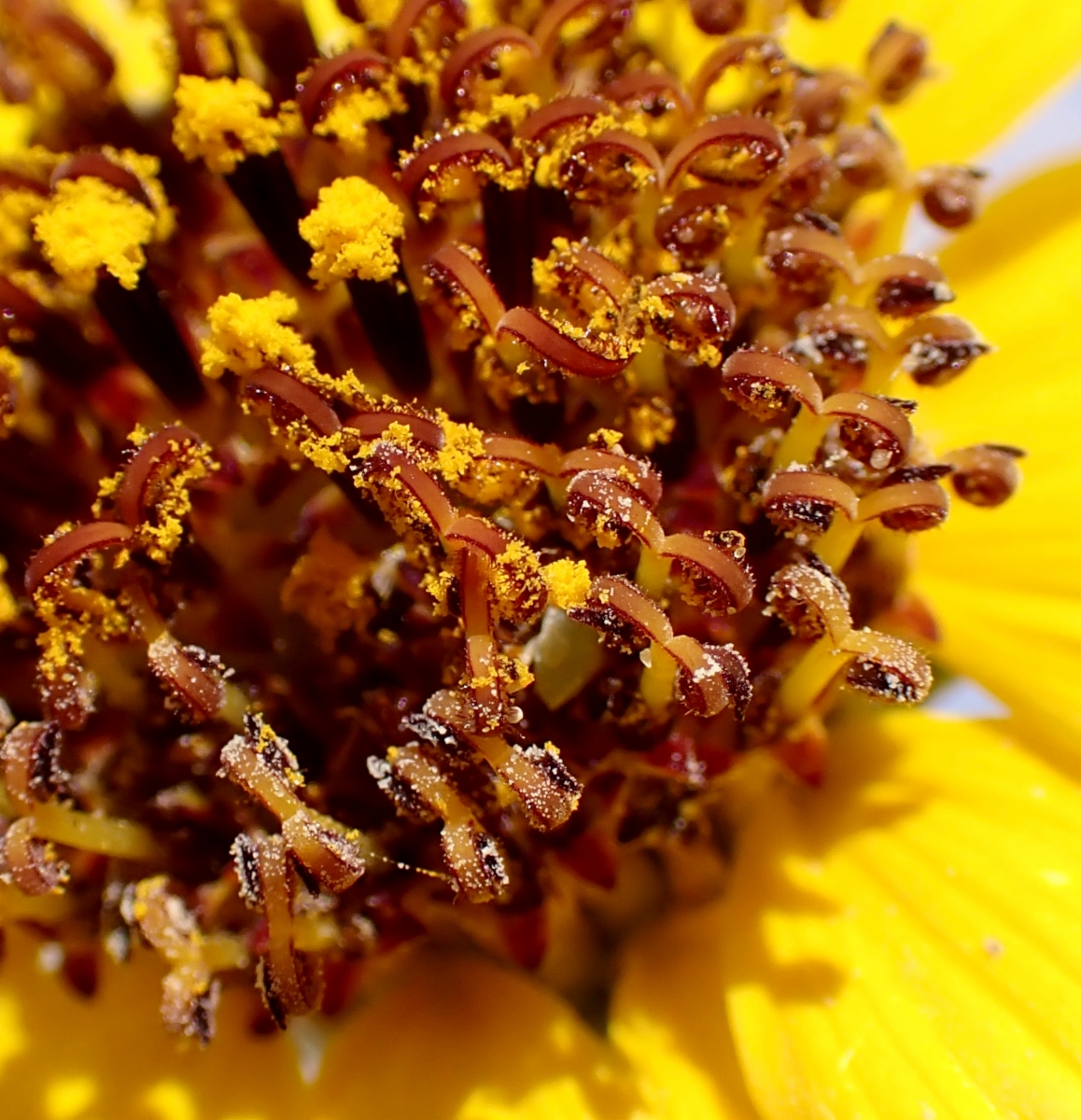 Helianthus niveus ssp. tephrodes