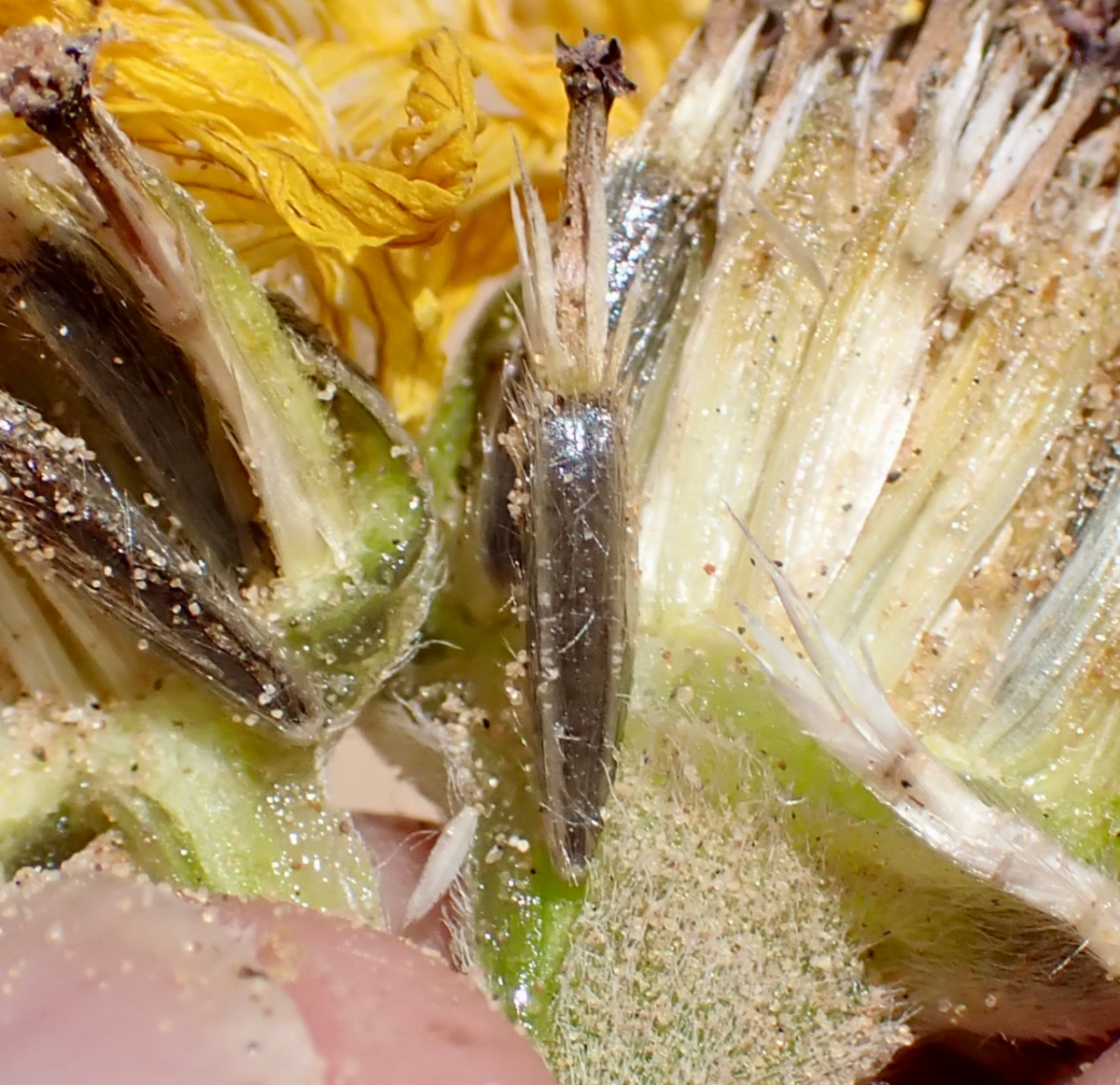 Helianthus niveus ssp. tephrodes