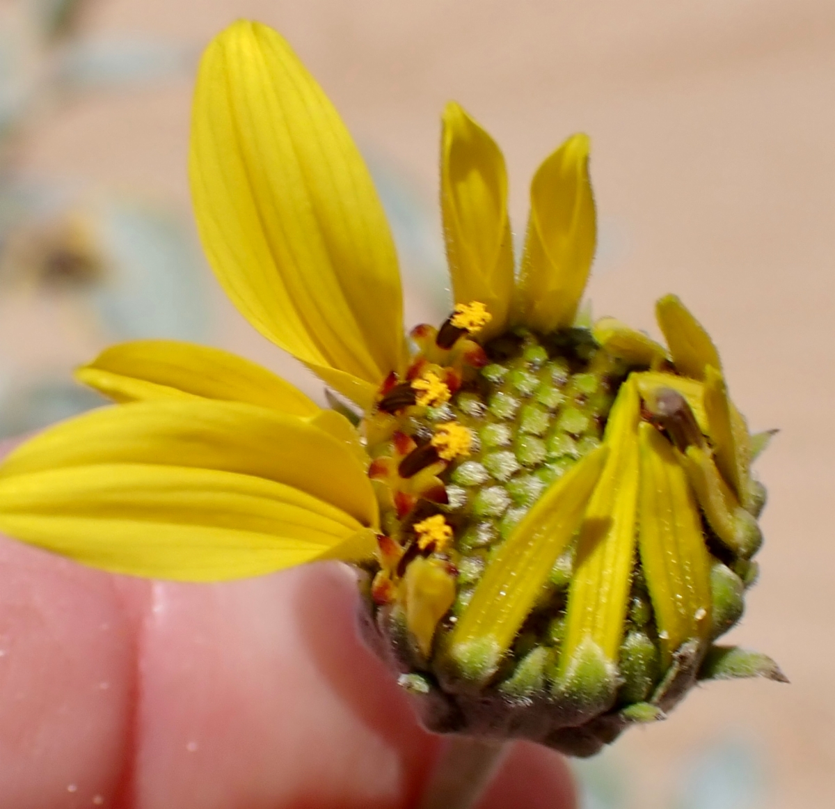 Helianthus niveus ssp. tephrodes