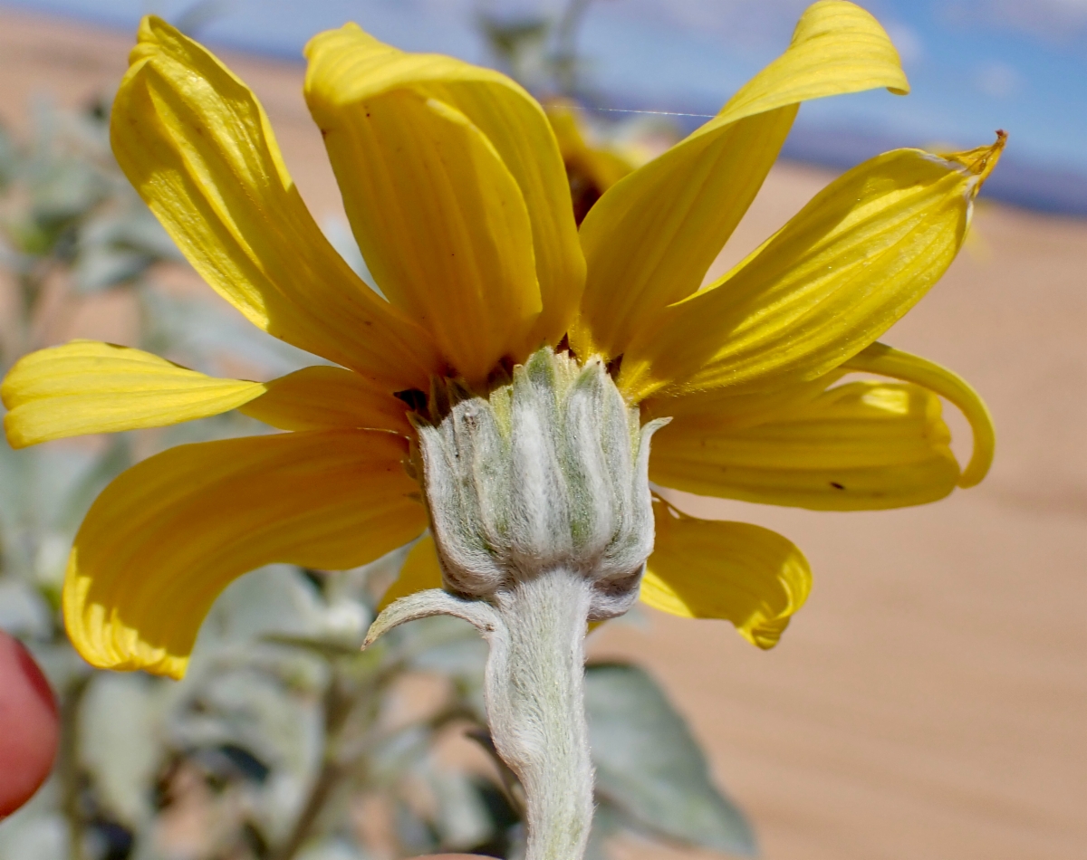 Helianthus niveus ssp. tephrodes