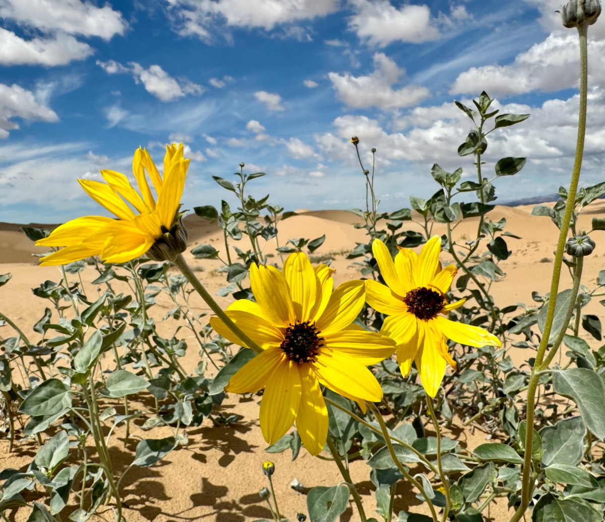 Helianthus niveus ssp. tephrodes