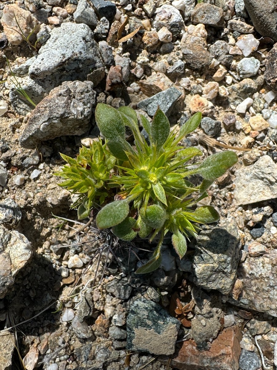 Chorizanthe rigida