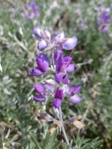 Lupinus chamissonis